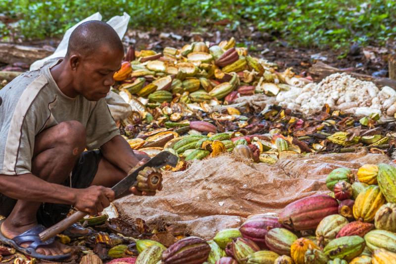 Chocolate companies must create a sustainable supply chain. (Credit: Pierre-Yves Babilon/Shutterstock)