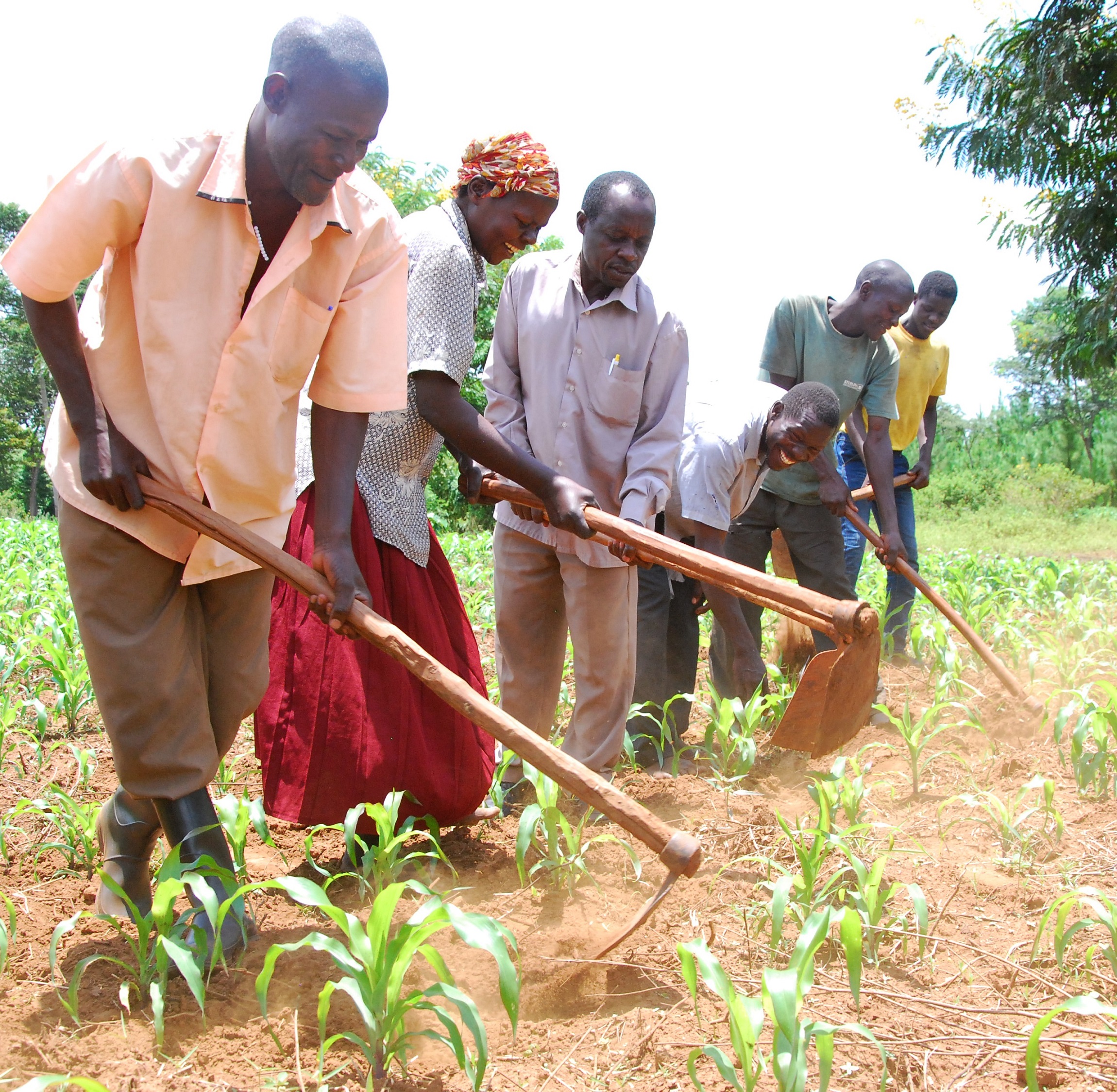 Palladium - Transforming the Uganda Maize System